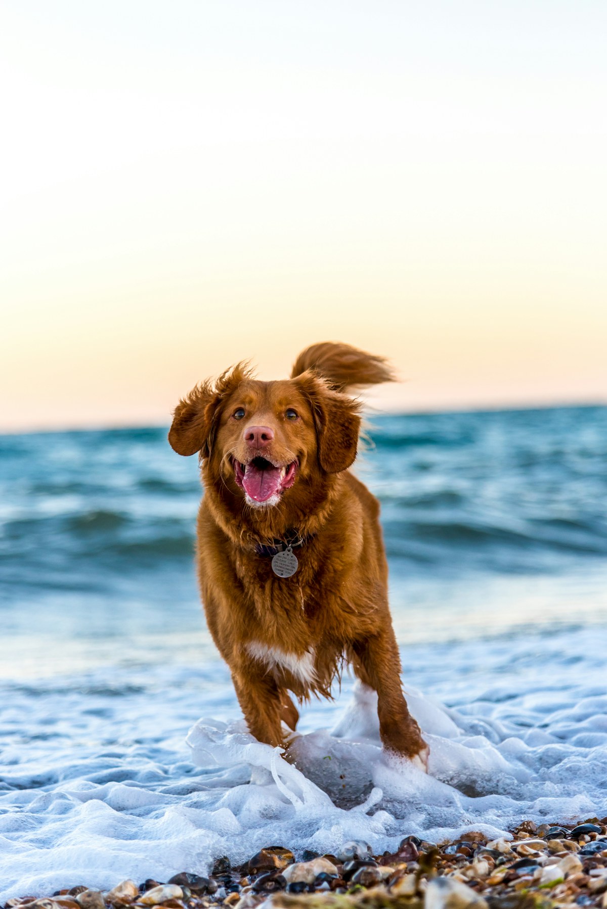 A happy older dog splashing at the beach